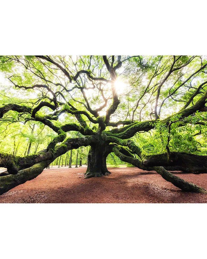 Stove Top Cover - Royal Tree | Gas & Electric Stove Cook Top Cover | Burner Cover - Festive Fit Home