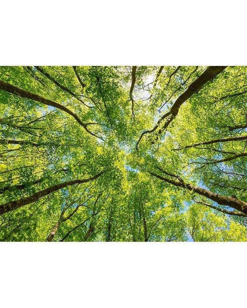 Stove Top Cover - Tall Trees | Noodle Board | Gas & Electric Cook Top Cover - Festive Fit Home